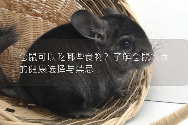 仓鼠可以吃哪些食物？了解仓鼠饮食的健康选择与禁忌