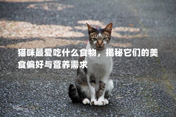 猫咪最爱吃什么食物，揭秘它们的美食偏好与营养需求