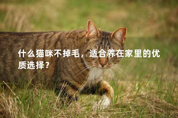 什么猫咪不掉毛，适合养在家里的优质选择？