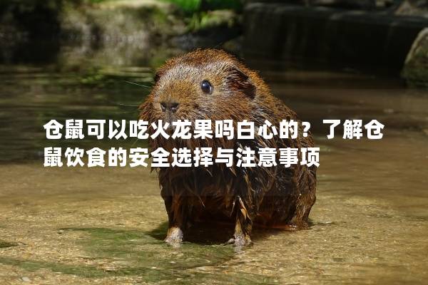 仓鼠可以吃火龙果吗白心的？了解仓鼠饮食的安全选择与注意事项