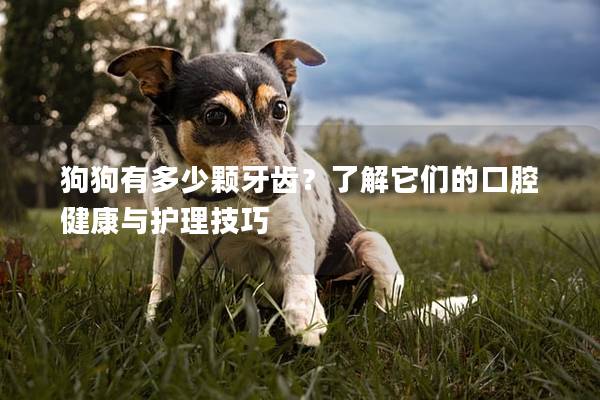 狗狗有多少颗牙齿？了解它们的口腔健康与护理技巧