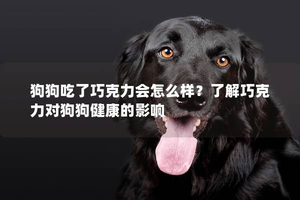 狗狗吃了巧克力会怎么样？了解巧克力对狗狗健康的影响