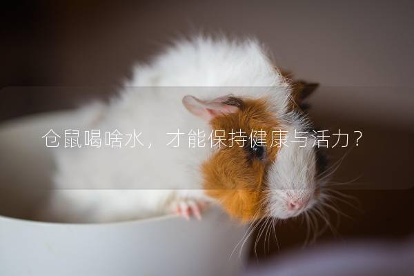 仓鼠喝啥水，才能保持健康与活力？