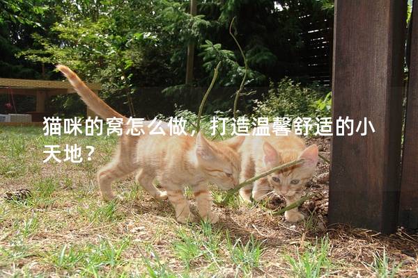 猫咪的窝怎么做，打造温馨舒适的小天地？
