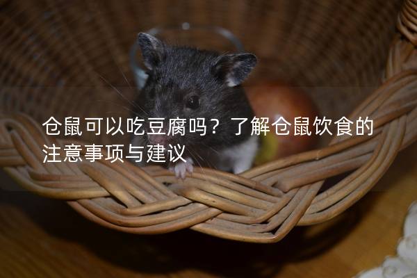 仓鼠可以吃豆腐吗？了解仓鼠饮食的注意事项与建议