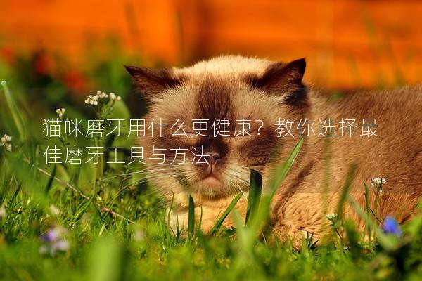 猫咪磨牙用什么更健康？教你选择最佳磨牙工具与方法