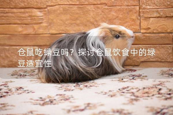 仓鼠吃绿豆吗？探讨仓鼠饮食中的绿豆适宜性