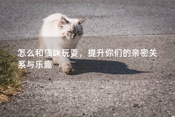 怎么和猫咪玩耍，提升你们的亲密关系与乐趣