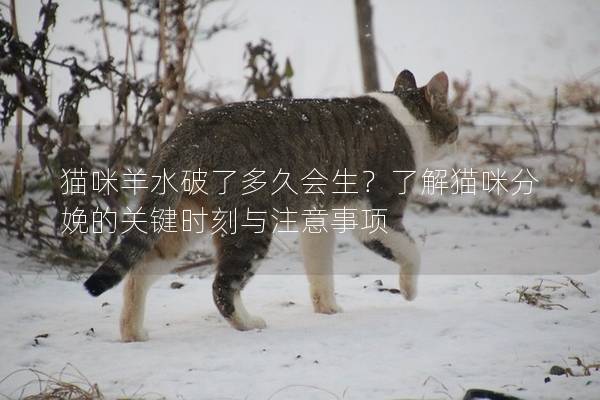 猫咪羊水破了多久会生？了解猫咪分娩的关键时刻与注意事项