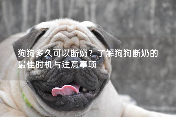 狗狗多久可以断奶？了解狗狗断奶的最佳时机与注意事项