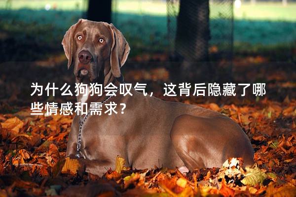 为什么狗狗会叹气，这背后隐藏了哪些情感和需求？