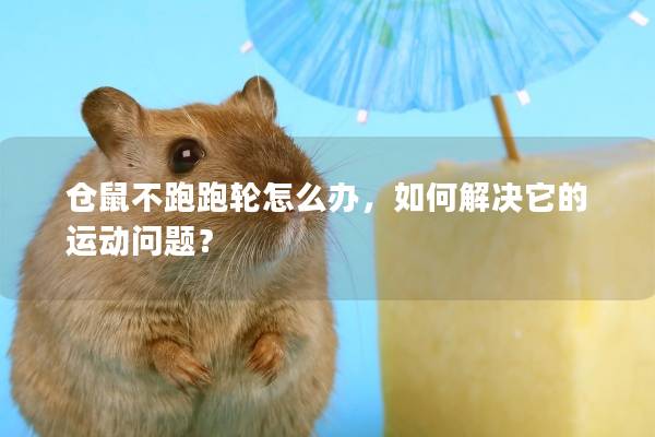 仓鼠不跑跑轮怎么办，如何解决它的运动问题？