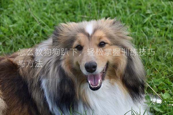 怎么教狗狗趴下,轻松掌握训练技巧与方法 怎么教狗狗趴下,轻松掌握训练技巧与方法