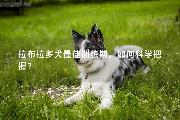 拉布拉多犬最佳训练期,如何科学把握? 拉布拉多犬最佳训练期,如何科学把握?