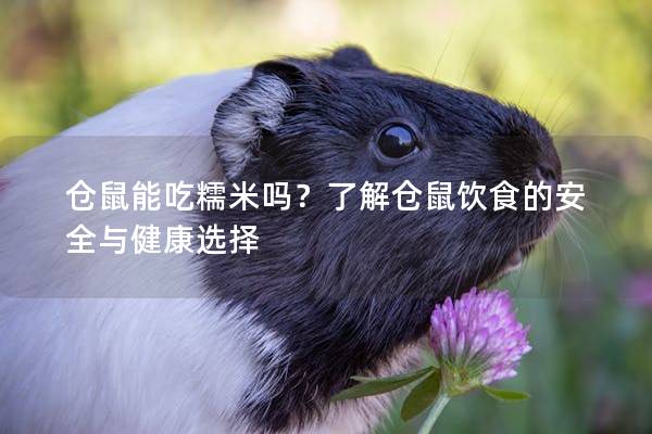 仓鼠能吃糯米吗？了解仓鼠饮食的安全与健康选择