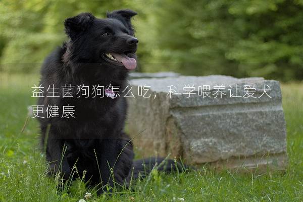 益生菌狗狗怎么吃，科学喂养让爱犬更健康
