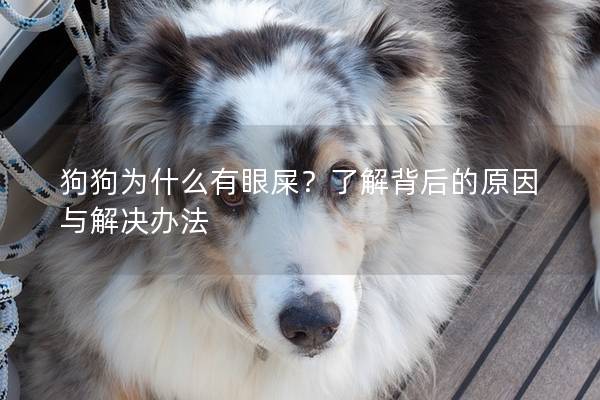 狗狗为什么有眼屎？了解背后的原因与解决办法
