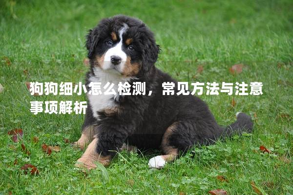 狗狗细小怎么检测，常见方法与注意事项解析