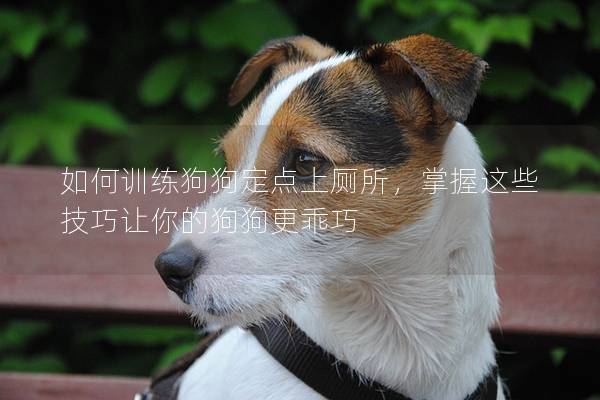 如何训练狗狗定点上厕所，掌握这些技巧让你的狗狗更乖巧