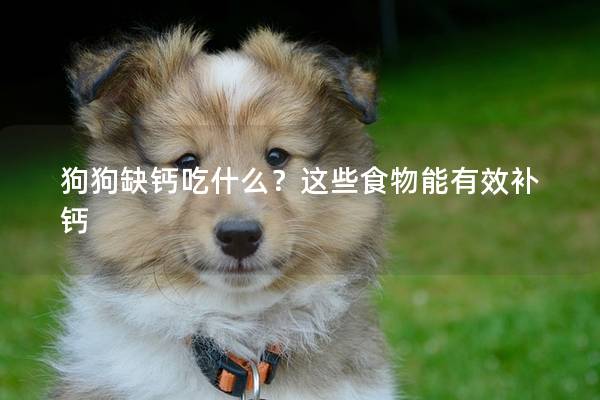 狗狗缺钙吃什么？这些食物能有效补钙