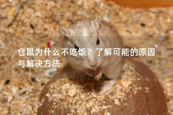 仓鼠为什么不吃饭?了解可能的原因与解决方法 仓鼠为什么不吃饭?了解可能的原因与解决方法