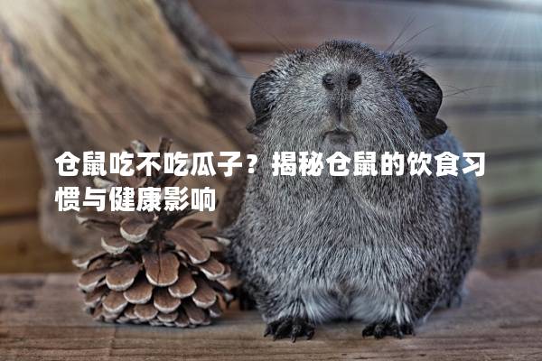 仓鼠吃不吃瓜子？揭秘仓鼠的饮食习惯与健康影响