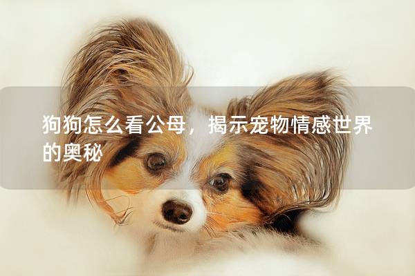 狗狗怎么看公母，揭示宠物情感世界的奥秘