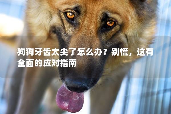 狗狗牙齿太尖了怎么办？别慌，这有全面的应对指南