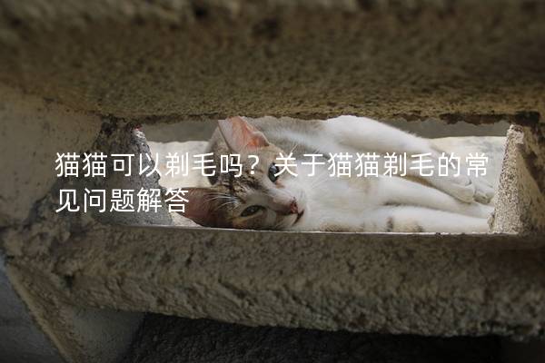 猫猫可以剃毛吗？关于猫猫剃毛的常见问题解答