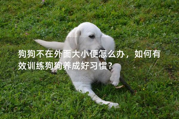 狗狗不在外面大小便怎么办，如何有效训练狗狗养成好习惯？