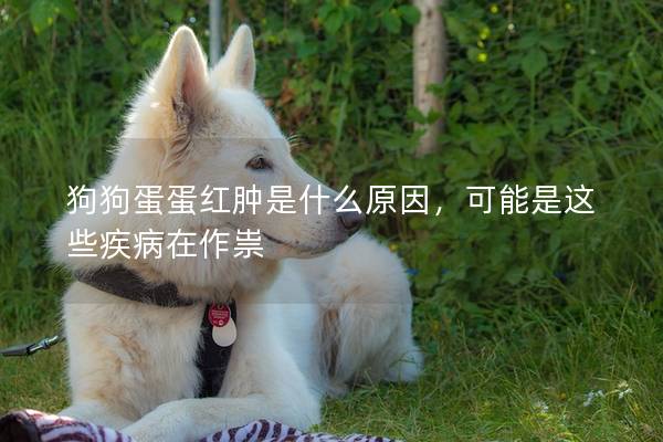 狗狗蛋蛋红肿是什么原因，可能是这些疾病在作祟