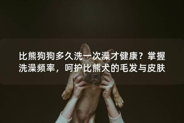 比熊狗狗多久洗一次澡才健康？掌握洗澡频率，呵护比熊犬的毛发与皮肤