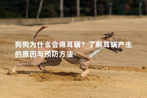 狗狗为什么会得耳螨？了解耳螨产生的原因与预防方法