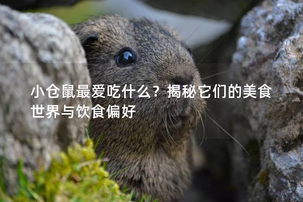 小仓鼠最爱吃什么？揭秘它们的美食世界与饮食偏好