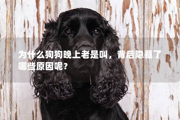为什么狗狗晚上老是叫，背后隐藏了哪些原因呢？