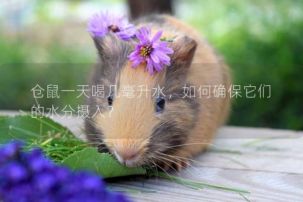 仓鼠一天喝几毫升水，如何确保它们的水分摄入？