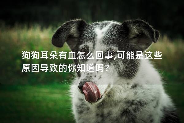 狗狗耳朵有血怎么回事,可能是这些原因导致的你知道吗？