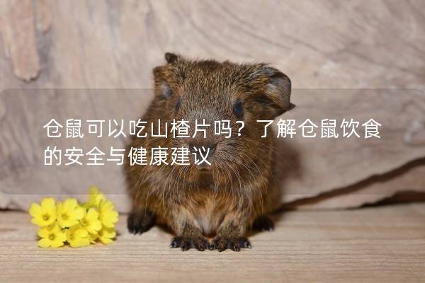 仓鼠可以吃山楂片吗？了解仓鼠饮食的安全与健康建议