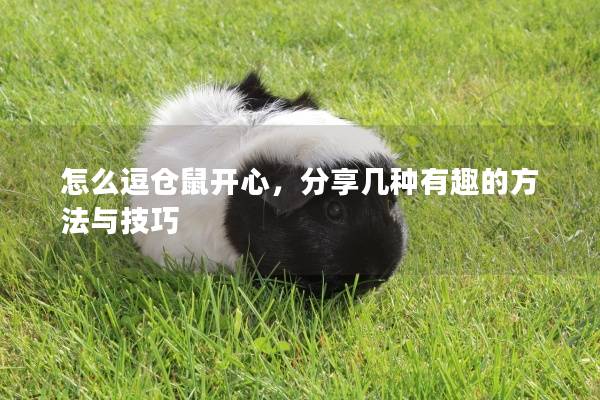 怎么逗仓鼠开心，分享几种有趣的方法与技巧