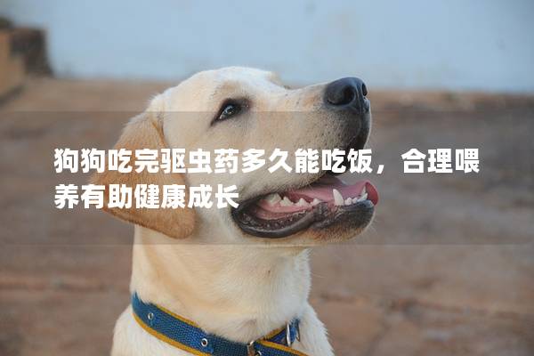 狗狗吃完驱虫药多久能吃饭，合理喂养有助健康成长