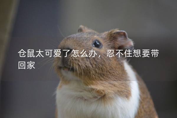 仓鼠太可爱了怎么办,忍不住想要带回家 仓鼠太可爱了怎么办,忍不住想要带回家