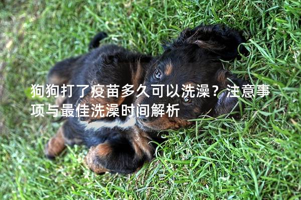 狗狗打了疫苗多久可以洗澡？注意事项与最佳洗澡时间解析