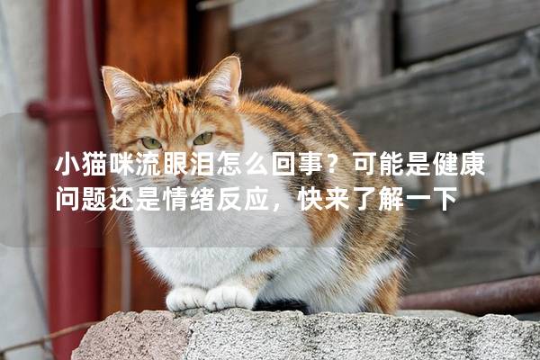 小猫咪流眼泪怎么回事？可能是健康问题还是情绪反应，快来了解一下
