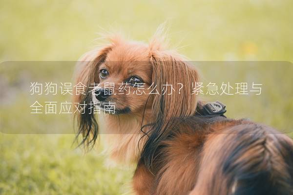 狗狗误食老鼠药怎么办？紧急处理与全面应对指南