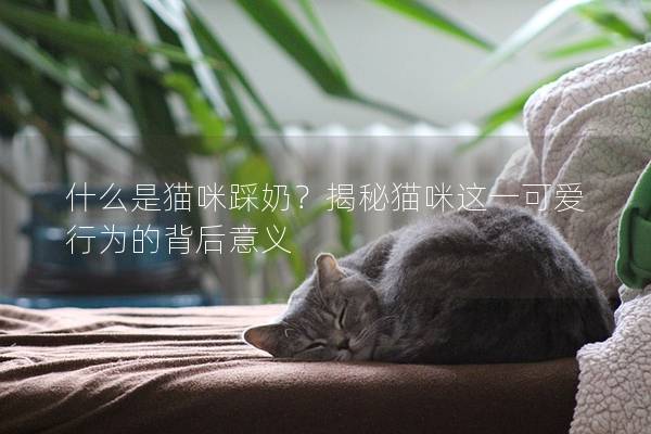 什么是猫咪踩奶？揭秘猫咪这一可爱行为的背后意义