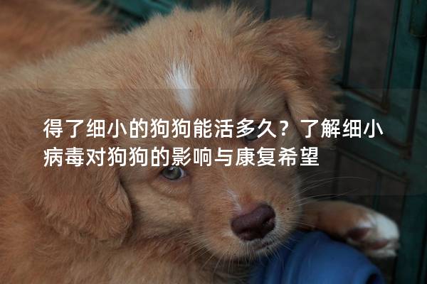 得了细小的狗狗能活多久？了解细小病毒对狗狗的影响与康复希望