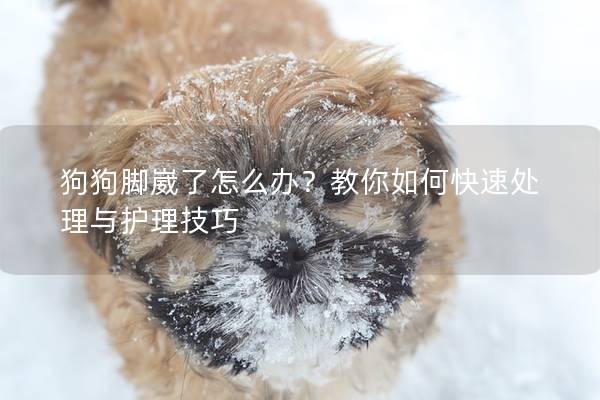 狗狗脚崴了怎么办？教你如何快速处理与护理技巧