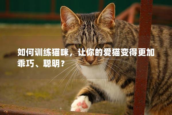 如何训练猫咪，让你的爱猫变得更加乖巧、聪明？