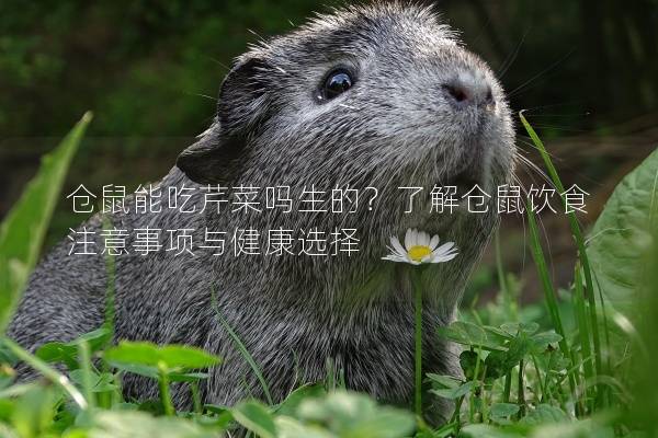 仓鼠能吃芹菜吗生的？了解仓鼠饮食注意事项与健康选择