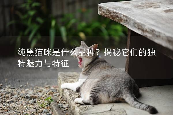 纯黑猫咪是什么品种?揭秘它们的独特魅力与特征 纯黑猫咪是什么品种?揭秘它们的独特魅力与特征